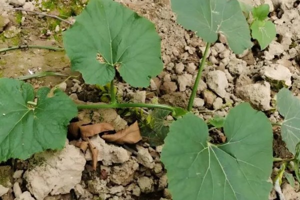 吊瓜徒长的防治方法,需及时修剪整枝