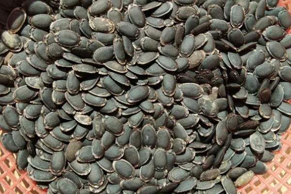 吊瓜徒长的防治方法,需及时修剪整枝