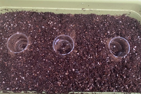 吊瓜徒长的防治方法,需及时修剪整枝