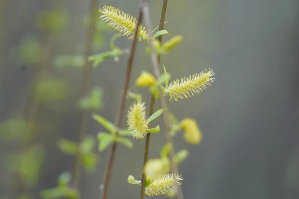 柳树的开花时间,每年的4-5月开花