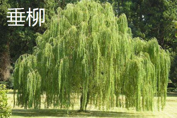 柳树的开花时间,每年的4-5月开花