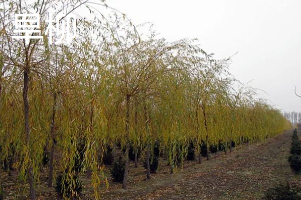 柳树的开花时间,每年的4-5月开花