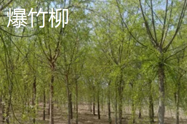 柳树的开花时间,每年的4-5月开花