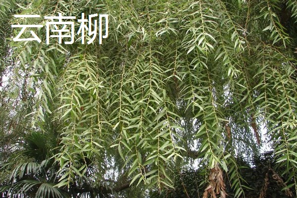 柳树的开花时间,每年的4-5月开花