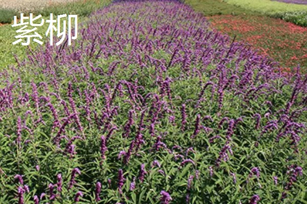 柳树的开花时间,每年的4-5月开花