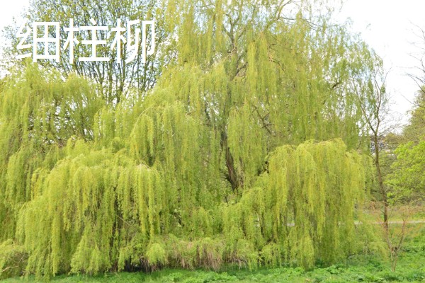 柳树的开花时间,每年的4-5月开花