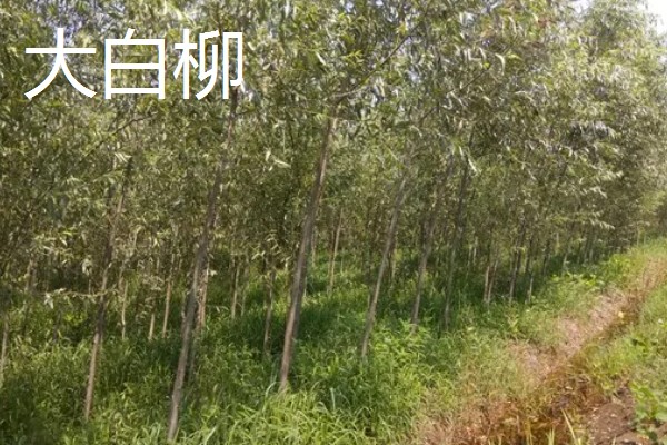 柳树的开花时间,每年的4-5月开花