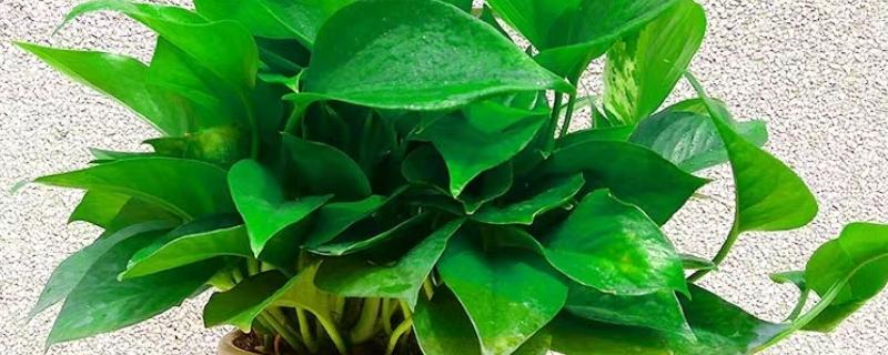 将绿萝水培转土培的方法，选择PH值偏酸性的土壤最好