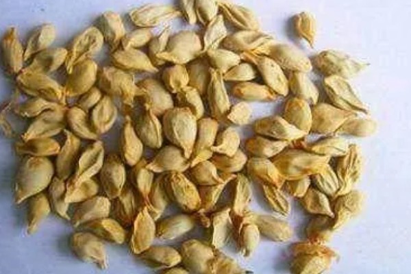 金桔籽的种植方法，选择饱满的健康种子种植