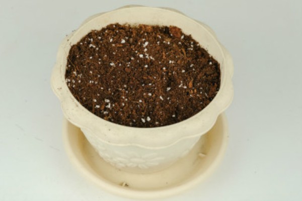 金桔籽的种植方法，选择饱满的健康种子种植