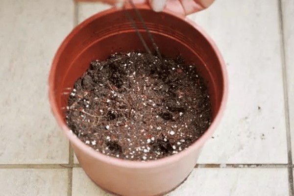 金桔籽的种植方法，选择饱满的健康种子种植