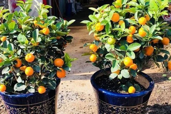 金桔籽的种植方法，选择饱满的健康种子种植