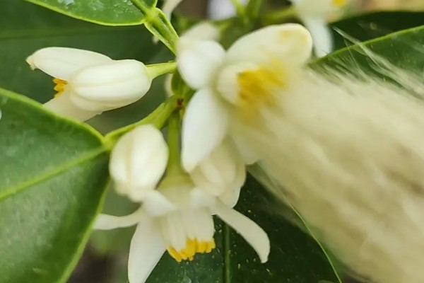 金桔籽的种植方法，选择饱满的健康种子种植