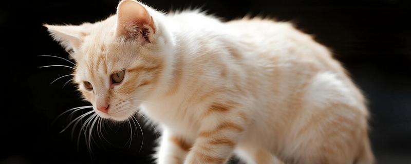 猫黄疸的发生原因,脂肪肝、胰腺炎等疾病都会引发