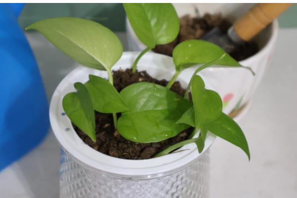 将绿萝水培转土培的方法，选择PH值偏酸性的土壤最好