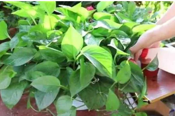 将绿萝水培转土培的方法，选择PH值偏酸性的土壤最好