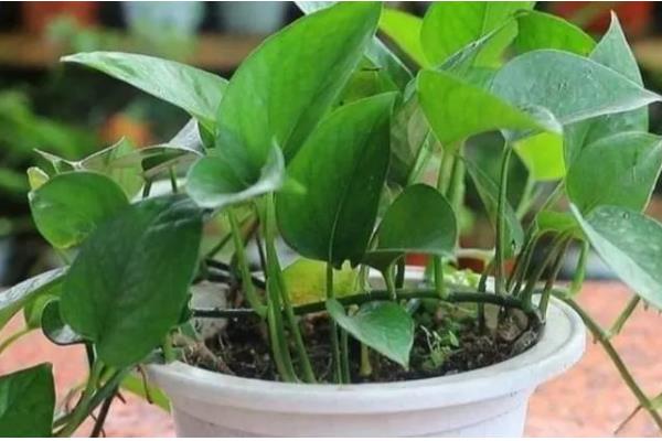 将绿萝水培转土培的方法，选择PH值偏酸性的土壤最好