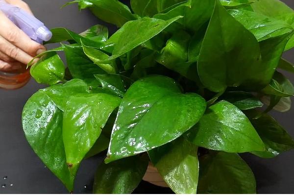 将绿萝水培转土培的方法，选择PH值偏酸性的土壤最好