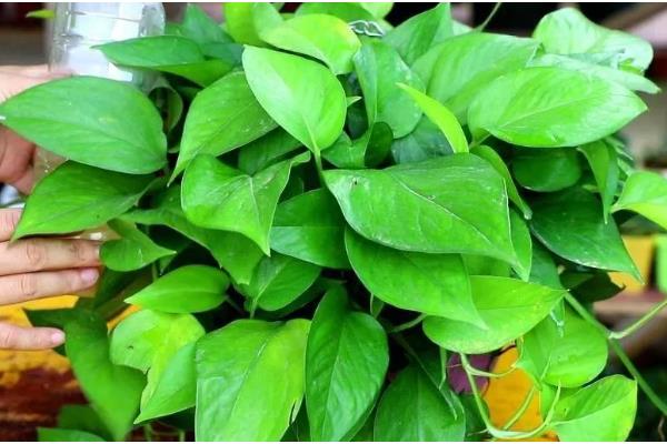 将绿萝水培转土培的方法，选择PH值偏酸性的土壤最好