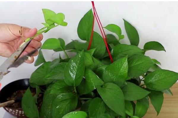 将绿萝水培转土培的方法，选择PH值偏酸性的土壤最好