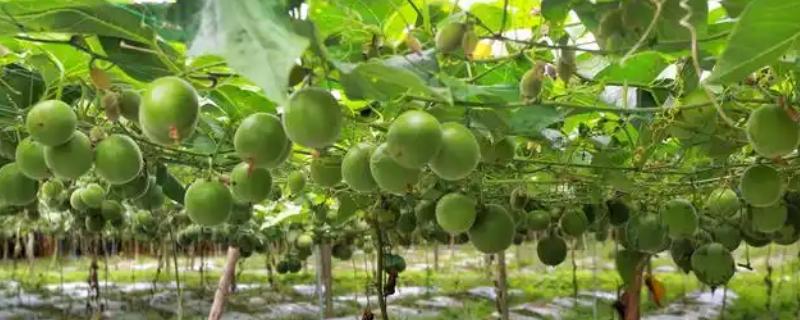 罗汉果的田间管理方法，每年至少三次施肥