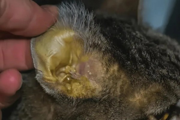 猫黄疸的发生原因,脂肪肝、胰腺炎等疾病都会引发