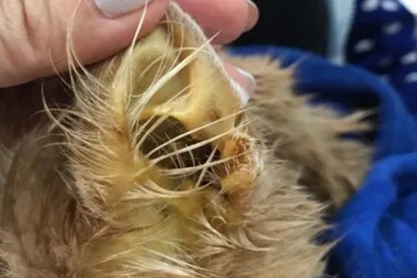 猫黄疸的发生原因,脂肪肝、胰腺炎等疾病都会引发