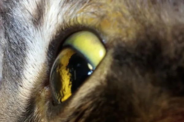 猫黄疸的发生原因,脂肪肝、胰腺炎等疾病都会引发