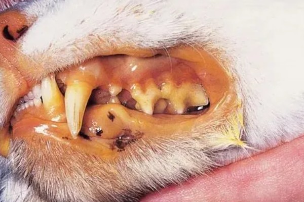 猫黄疸的发生原因,脂肪肝、胰腺炎等疾病都会引发