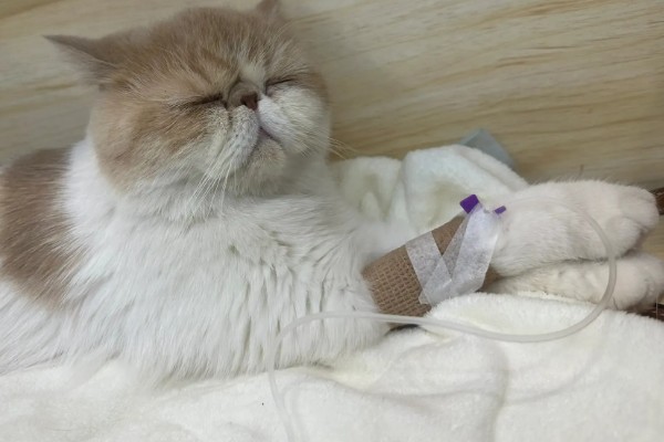 猫黄疸的发生原因,脂肪肝、胰腺炎等疾病都会引发