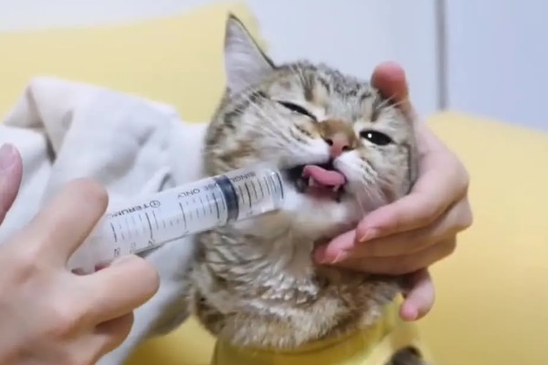 猫黄疸的发生原因,脂肪肝、胰腺炎等疾病都会引发