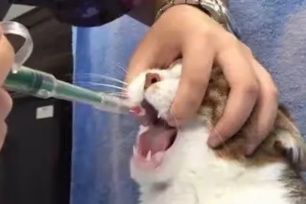 猫黄疸的发生原因,脂肪肝、胰腺炎等疾病都会引发