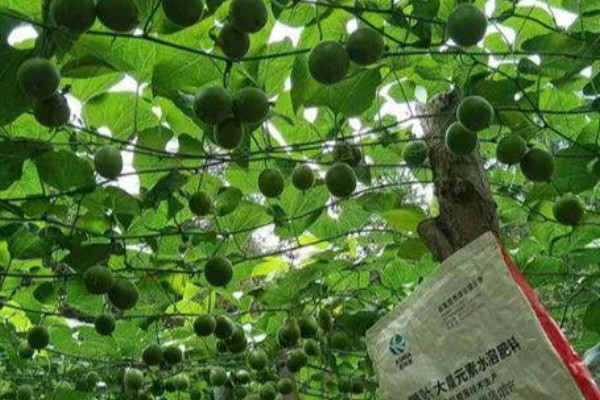 罗汉果的田间管理方法，每年至少三次施肥