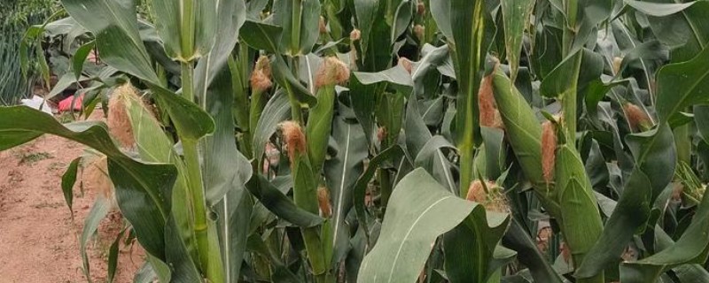 判断玉米能不能收获的方法，籽粒基部出现黑色层、乳线消失就表示已经成熟