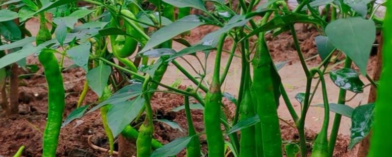 辣椒树要天天浇水吗，浇水过多会导致产量降低