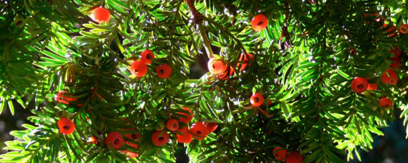 红豆杉干枯后的急救方法，需要遮阴增湿