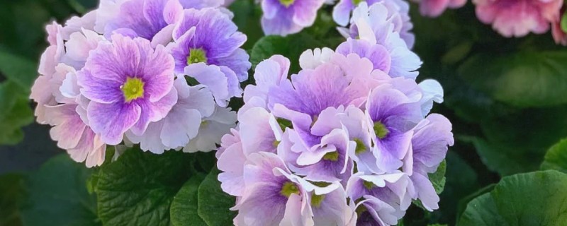 四季樱草怎么管理，冬季把室温保持在15-20℃左右