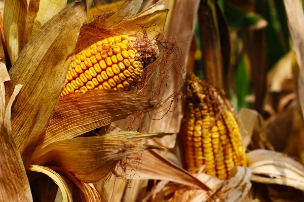 判断玉米能不能收获的方法,籽粒基部出现黑色层、乳线消失就表示已经成熟