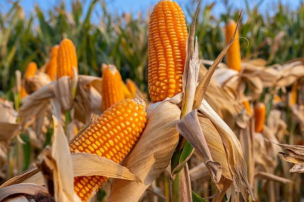 判断玉米能不能收获的方法,籽粒基部出现黑色层、乳线消失就表示已经成熟