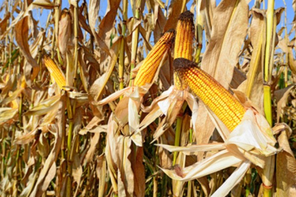 判断玉米能不能收获的方法,籽粒基部出现黑色层、乳线消失就表示已经成熟