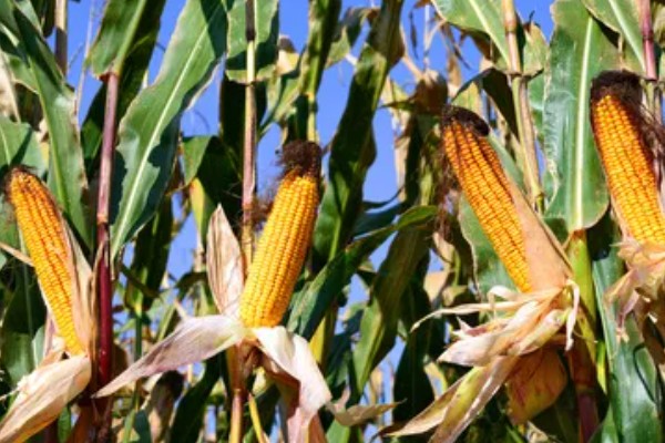 判断玉米能不能收获的方法,籽粒基部出现黑色层、乳线消失就表示已经成熟