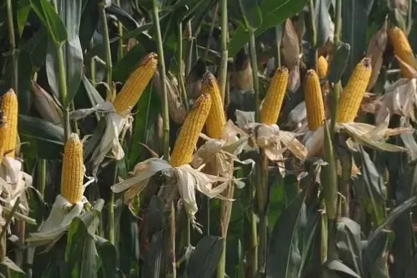 判断玉米能不能收获的方法,籽粒基部出现黑色层、乳线消失就表示已经成熟