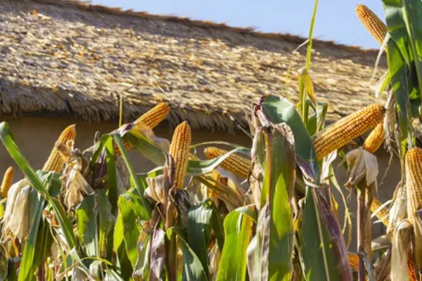 判断玉米能不能收获的方法,籽粒基部出现黑色层、乳线消失就表示已经成熟