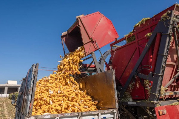 判断玉米能不能收获的方法,籽粒基部出现黑色层、乳线消失就表示已经成熟