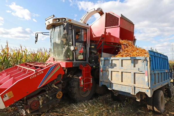 判断玉米能不能收获的方法,籽粒基部出现黑色层、乳线消失就表示已经成熟