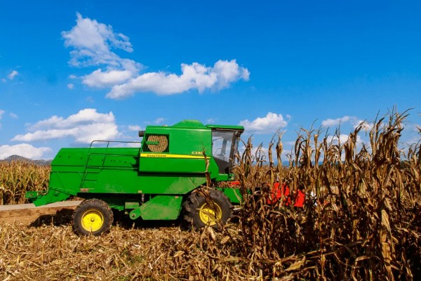 判断玉米能不能收获的方法,籽粒基部出现黑色层、乳线消失就表示已经成熟