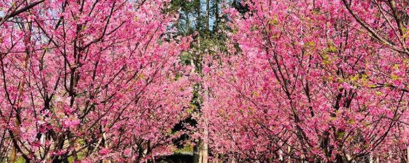 樱花树栽培几年会开花，嫁接后的枝条种植后2-3年即可开花
