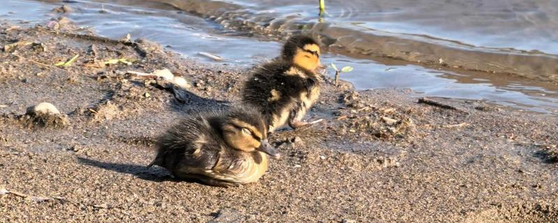小野鸭能不能吃小鱼，开食后可饲喂剁碎的小鱼、河蚌肉等食物