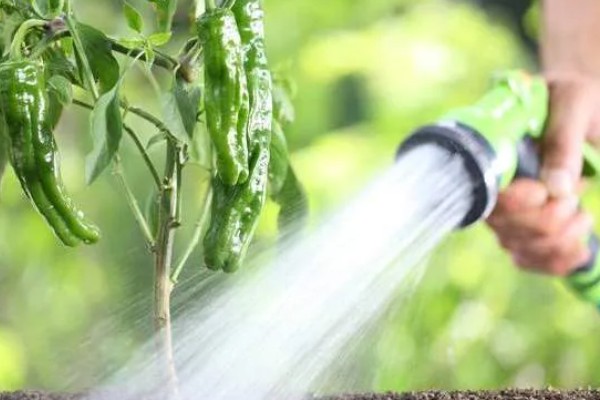 辣椒树要天天浇水吗，浇水过多会导致产量降低