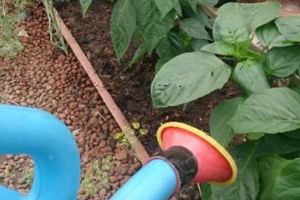 辣椒树要天天浇水吗，浇水过多会导致产量降低